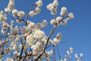 20160316　サクランボ 　セイヨウミザクラ　西洋実桜の花が満開です (3)